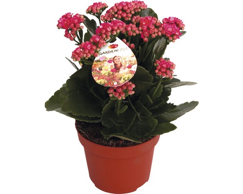 Kolopejka vďačná fialová FloraSelf Kalanchoe blosfeldiana Gardenlina™ kvetináč Ø 12 cm