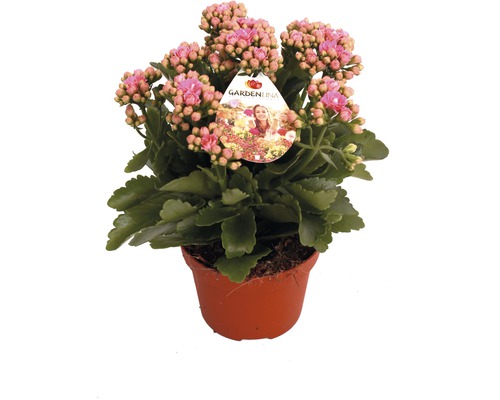 Kolopejka vďačná ružová FloraSelf Kalanchoe blosfeldiana Gardenlina™ kvetináč Ø 12 cm Kalanchoe v kvetináči so štítkom Gartenlina