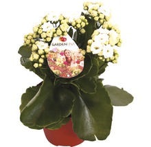 Kalanchoe s bielymi kvetmi v kvetináči
