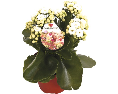 Kolopejka vďačná biela FloraSelf Kalanchoe blosfeldiana Gardenlina™ kvetináč Ø 12 cm