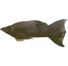 Jedna ryba Mollienesia.