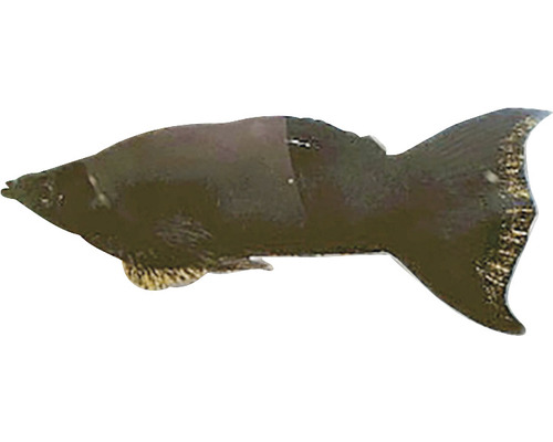 Jedna ryba Mollienesia.