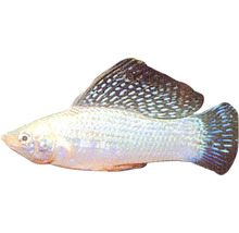 Živorodka velkoplutvá strieborná Poecilia latipina silver 4 cm