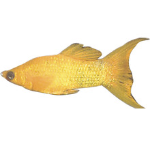 Zlatá molly ryba do akvárií