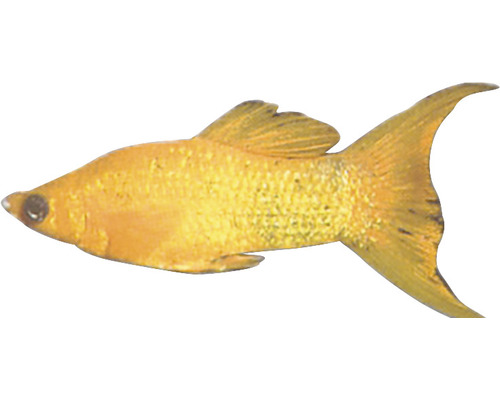 Zlatá molly ryba do akvárií