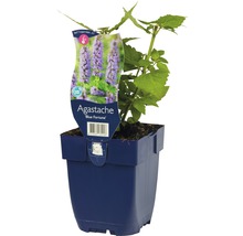 Agastache Blue Fortune rastlina v kvetináči