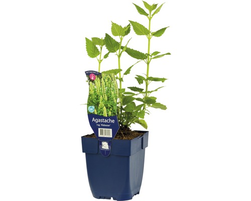 Rastlina Agastache v kvetináči