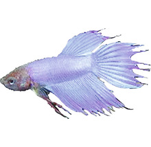 Bojovnica pestrá v profile