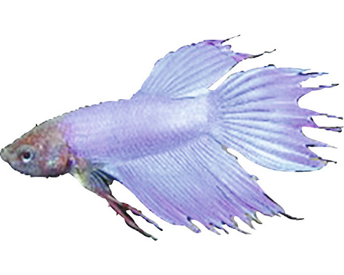 Bojovnica pestrá v profile