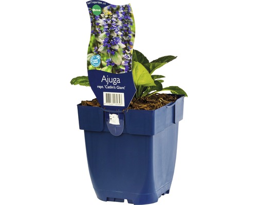 Zbehovec plazivý FloraSelf Ajuga reptans 'Catlin's Giant' 10-30 cm kvetináč 0,5 l Plazivka ''Catlin''s Giant'' v kvetináči