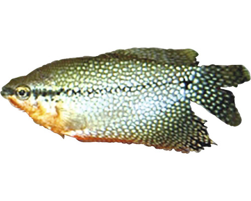 Guruma perleťová Trichogaster leeri 4 - 5 cm