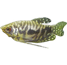 Čichavec zakrslý vrčivý