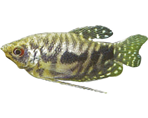 Čichavec zakrslý vrčivý