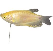 Zlatá prísavka pre akváriá