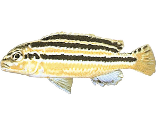 Papuľovec pestrý Melanochromis auratus 5 - 7 cm