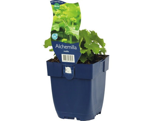 Alchemilka v kvetináči