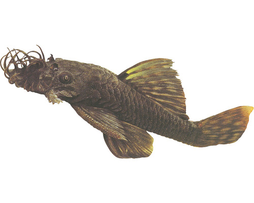 Pancierovec Ancistrus species 2,5 - 3 cm