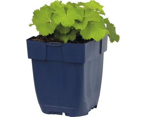 Alchemilka v kvetináči