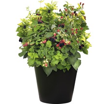 Ostružina v kvetináči so zrelými a nezrelými plodmi