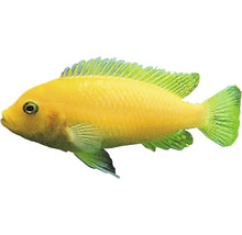 Žltá okrasná ryba do akvária