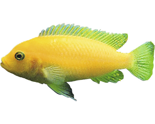 Žltá okrasná ryba do akvária