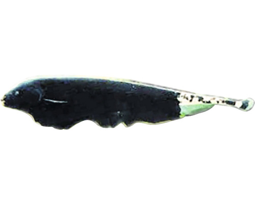 Nožovec bieločelý Apteronotus albifrons 7 - 8 cm