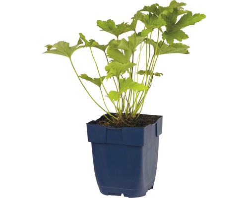 Tiarella v kvetináči
