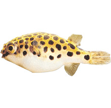 Štvorzubec zelený Tetraodon nigroviridis 4 - 5 cm