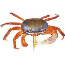 Krab Geosesarma s klepetom