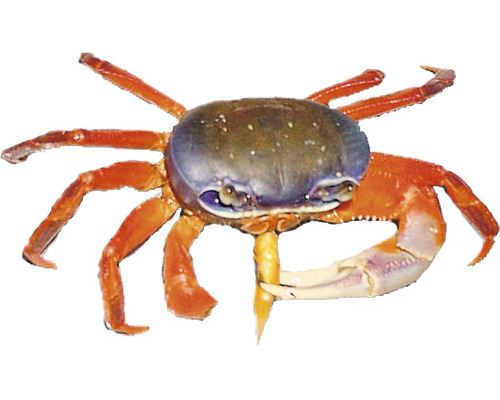 Krab Geosesarma s klepetom