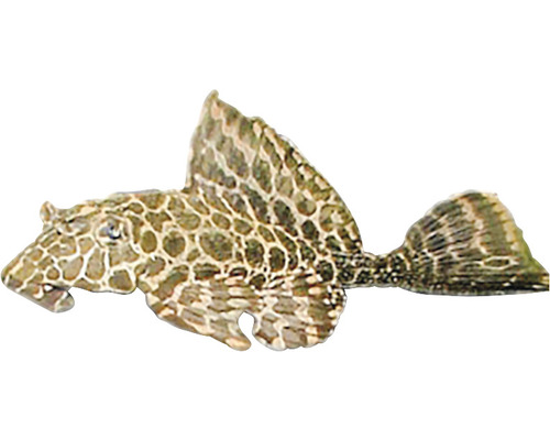 Prísavník guyanský Hypostomus plecostomus 4-5 cm