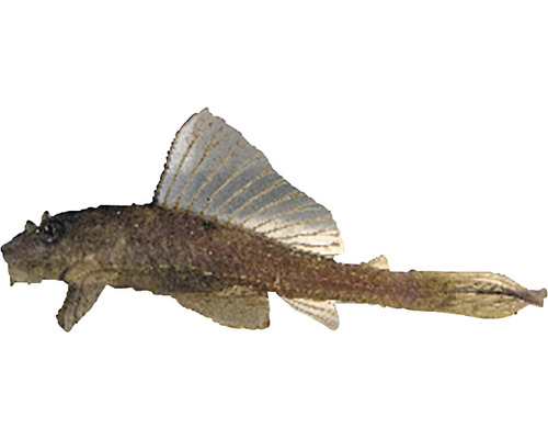 Prísavník guyanský zlatý Hypostomus plecostomus gold 4 - 5 cm