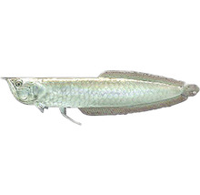 Strieborná Arowana ryba