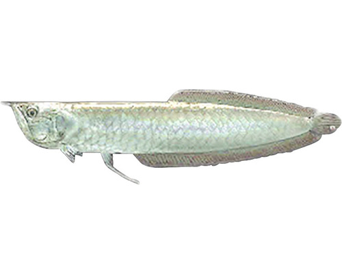 Dračia ryba Arowana silver 13 - 15 cm