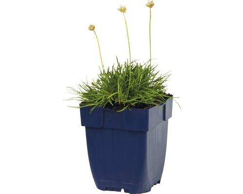 Arméria prímorská v kvetináči