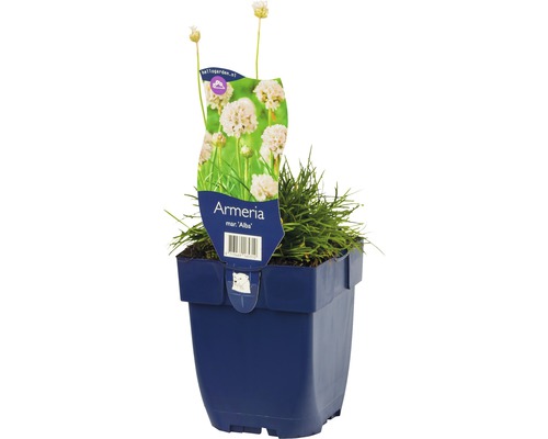 Pobrežka prímorská Alba v kvetináči