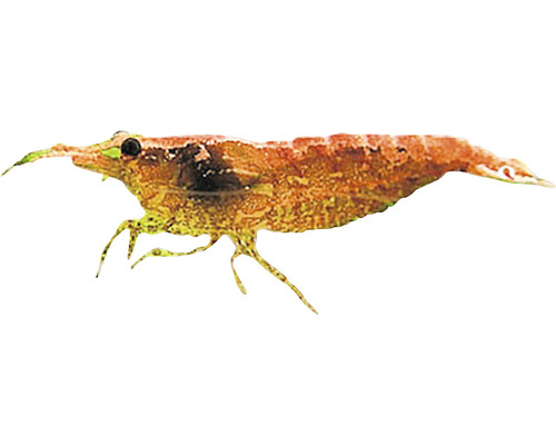 Krevetka Amano pre akvária