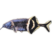 Slonia ryba pre vaše akvárium