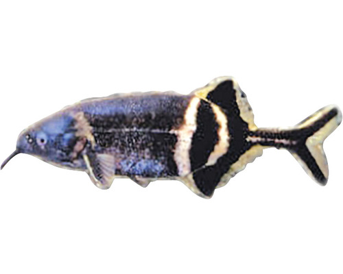 Slonia ryba pre vaše akvárium