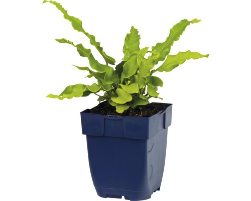 Vlnitá papraď v kvetináči