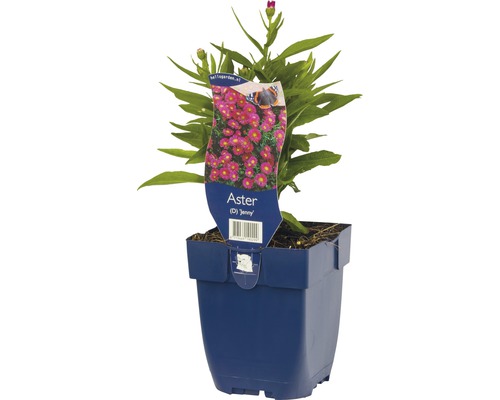 Aster Jenny v kvetináči
