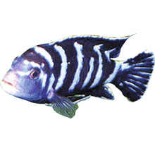 Jednotlivá zebra