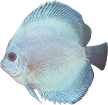 Modrý terčovec pre akvárium