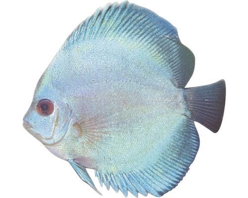 Modrý terčovec pre akvárium