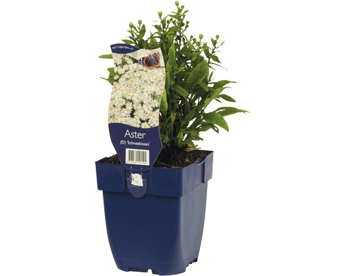 Astra, astra krovinatá FloraSelf Aster dumosus 'Schneekissen' výška 5-20 cm kvetináč 0,5 l