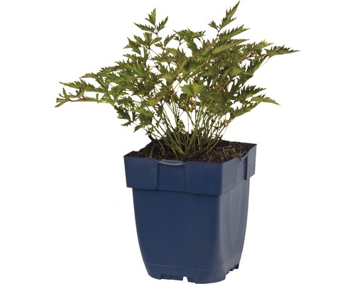 Astilba japonská FloraSelf Astilbe arendsii Gem 20-50 cm kvetináč 3 l Rastlina v kvetináči