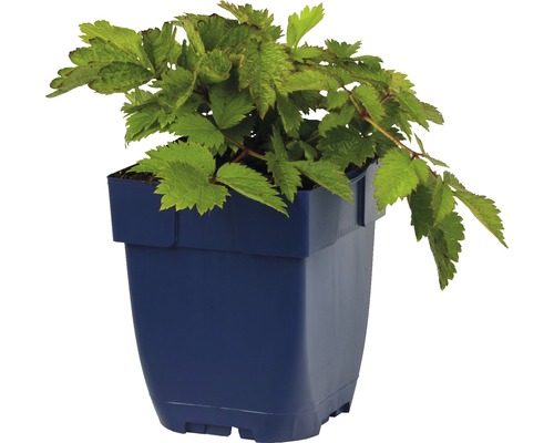 Rastlina v kvetináči