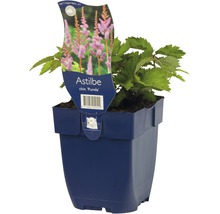 Čínska Astilbe Pumila v kvetináči.