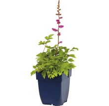Astilbe v kvetináči so zelenými listami a ružovými kvetmi.
