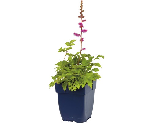 Astilbe v kvetináči so zelenými listami a ružovými kvetmi.